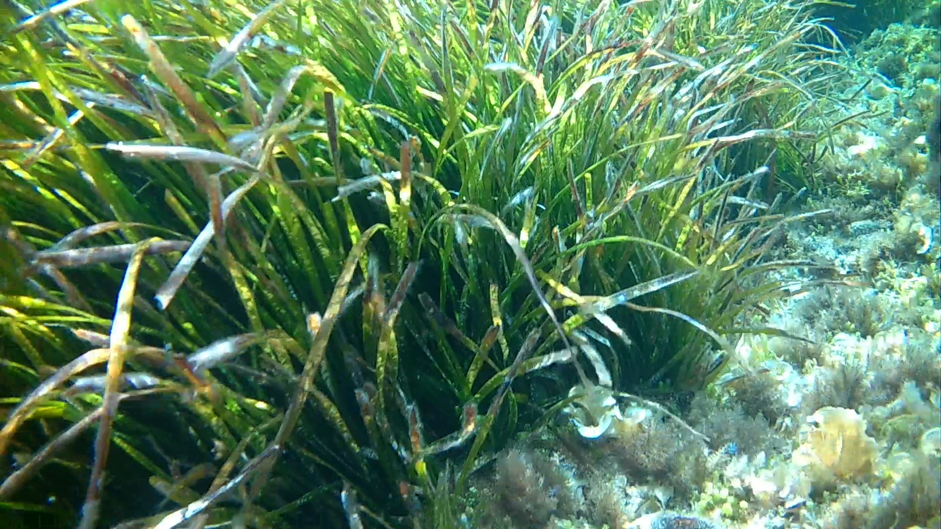 ouro EgadiEgo oceânica Posidoniaanica Posidonia fondale